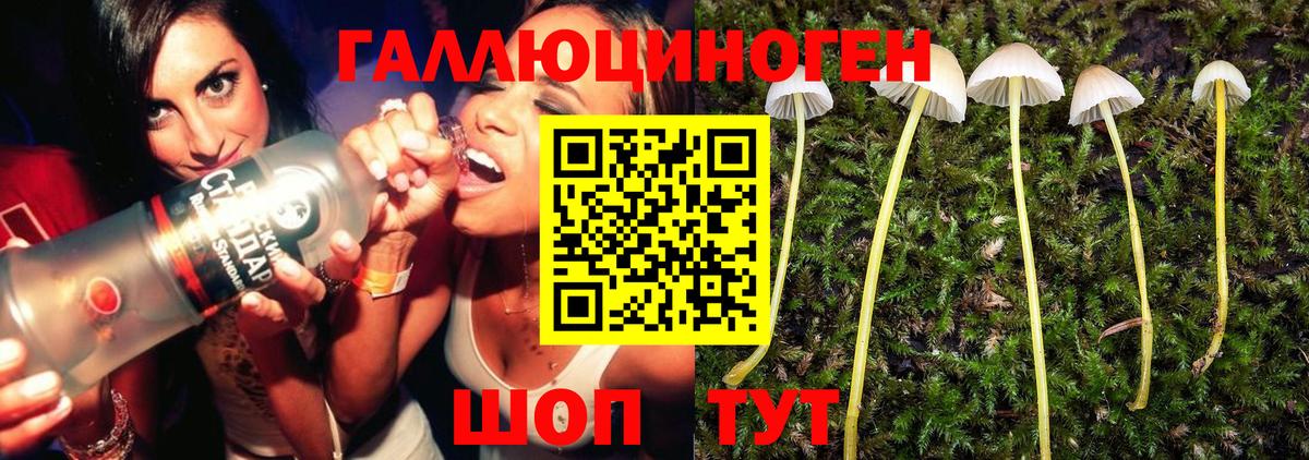 Галлюциногенные грибы Psilocybine cubensis  Вход с VPN  Псилоцибиновые грибы Cubensis  Чистополь 